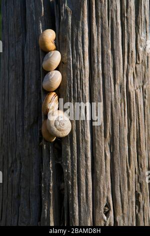 Reserva Natural riet Vell, Delta de l'Ebre, Amposta, Montsià, Catalunya Stockfoto