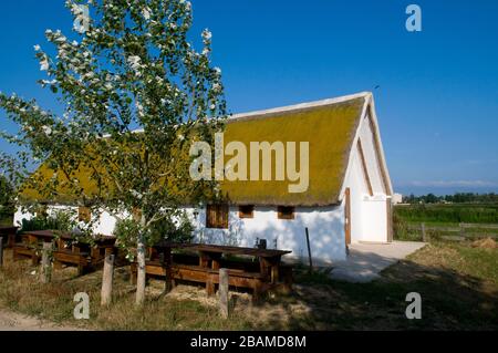 Reserva Natural riet Vell, Delta de l'Ebre, Amposta, Montsià, Catalunya Stockfoto