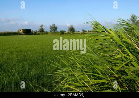 Reserva Natural riet Vell, Delta de l'Ebre, Amposta, Montsià, Catalunya Stockfoto