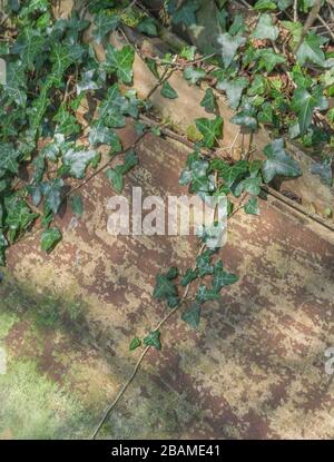 Klettereifeu - Efeu / Hedera Helix wächst an der Seite einer hölzernen Schuppen Wand. Konzept schleichende Efeu, Heilpflanze einmal in der Kräutermedizin verwendet Stockfoto