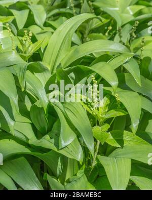 Merkur des giftigen Hundes/Mercurialis perennis in Blume (rechts unten) und specht geformten Ramsons/Allium ursinum verlässt bei Frühlingssonne. Stockfoto