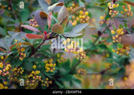 Schönes Foto eines Busches mit gelben Mahonia-Blumen nach Regen mit selektivem Fokus und Bokeh Stockfoto