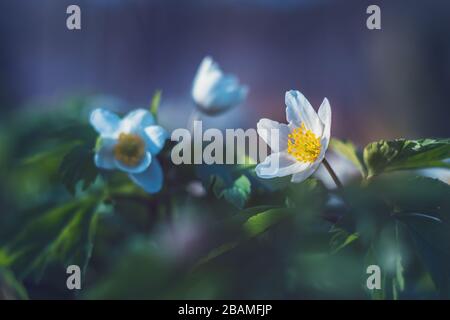 Anemone nemorosa - weiße Blumen mit grünen Blättern, Nahansicht Stockfoto