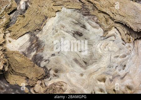 Freiliegendes Holz des alten gefällten Baumes, der verrottet. Oberflächenstruktur zeigt die innere Struktur der Physiologie des Baumes. Stockfoto