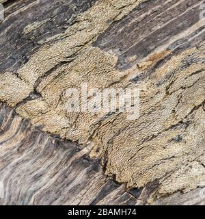 Freiliegendes Holz des alten gefällten Baumes, der verrottet. Oberflächenstruktur zeigt die innere Struktur der Physiologie des Baumes. Stockfoto