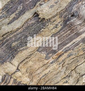 Freiliegendes Holz des alten gefällten Baumes, der verrottet. Oberflächenstruktur zeigt die innere Struktur der Physiologie des Baumes. Stockfoto