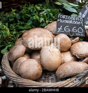Verkauf verschiedener Pilzarten in Birkenrindenkästen auf dem Bauernmarkt. Einschließlich Chantilles. Portobello Pilze Stockfoto