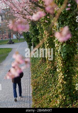28. März 2020, Brandenburg, Lübben: Ein Mann läuft allein in Lübben in der Abendsonne. Die blühenden Kirschbäume auf dem Weg sind mit Efeubäumen bedeckt. Foto: Annette Riedl / dpa Credit: Dpa Picture-Alliance / Alamy Live News Stockfoto
