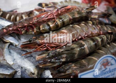 London, Großbritannien - 20. März 2020, verschiedene Arten von Meeresfrüchten, die auf dem lokalen Markt verkauft werden. Langoustine, Stockfoto