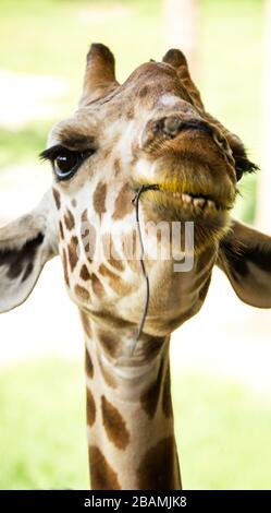 Giraffe Nahaufnahme essen. Stockfoto