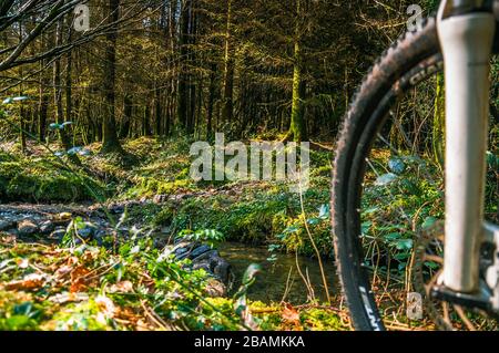 Radsport Irland. Machen Sie morgens einen Halt am örtlichen Wald. Kurz vor der völligen Sperrung in Irland. Stockfoto