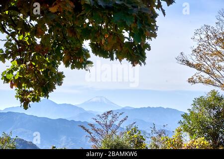 Bäume mit Bergen im Hintergrund Stockfoto
