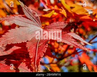 Nahaufnahme der roten Ahorn-Blätter im Herbst Stockfoto