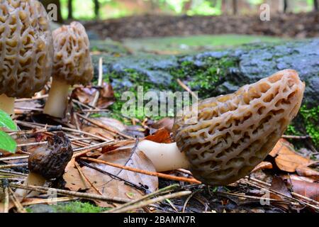 Kleine Gruppe von Morcella conica oder Schwarzmorelpilzen im natürlichen Lebensraum, eine davon atrophiert, Kopierraum oben Stockfoto