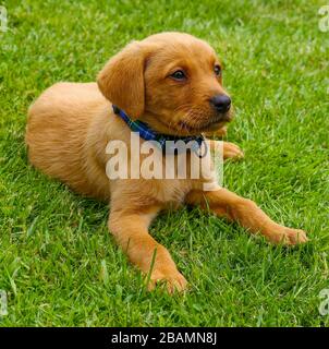 Ein Roter Fuchs Labrador Retriever Welpe auf dem Rasen oder Gras Stockfoto