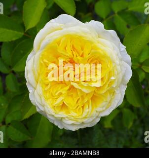 Ein Nahbild einer Blume namens The Pilgrim, eine gelbe englische Kletterrose, die von David Austin, England, Großbritannien, gezüchtet wurde Stockfoto