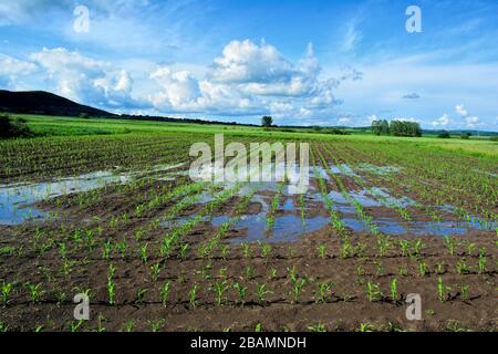 Junges Maisfeld nach starkem Spätfrühling Regen, bereit zum Anwachsen, einige Pusteln auf dem Feld saugen schnell Wasser auf Stockfoto