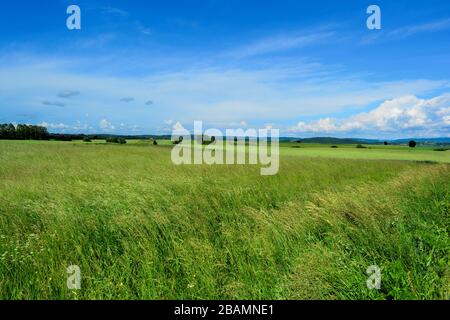 Wiese mit hohem grünen Gras, grünen Hügeln und Wald in der Ferne, blauer Himmel mit einigen Wolken, späte Frühlingslandschaft Stockfoto