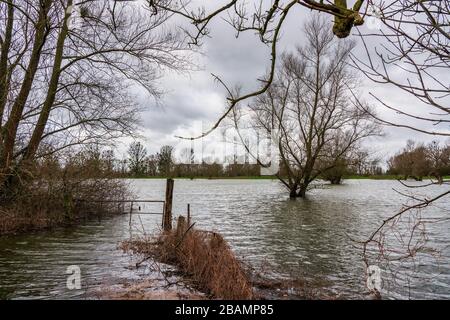 Naturschutzgebiet bei Düsseldorf unter Wasser, Deutschland. Stockfoto