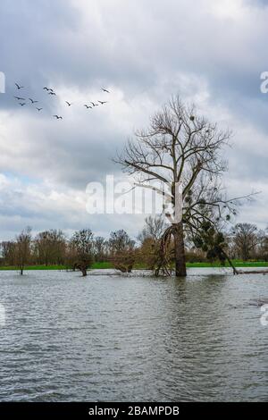 Naturschutzgebiet bei Düsseldorf unter Wasser, Deutschland. Stockfoto