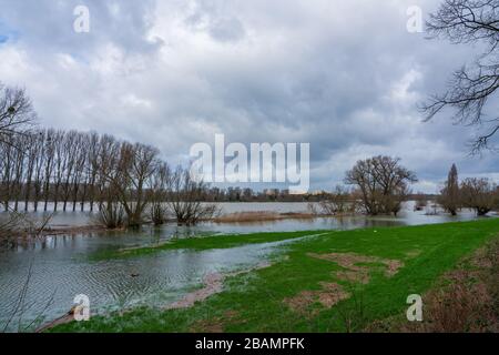 Naturschutzgebiet bei Düsseldorf unter Wasser, Deutschland. Stockfoto