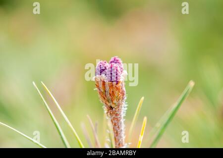 Blumen in einem öffentlichen Garten an einem Frühlingstag Stockfoto