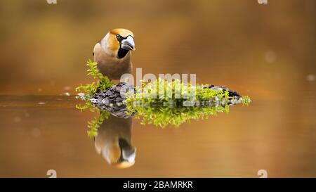 Positiv hawfinch männlich starrend auf seine Reflexion in Wasser mit Kopierraum. Stockfoto