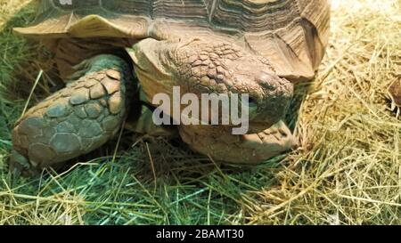 Nahaufnahme des Porträts einer riesigen Schildkrötenmücke, die umherschaut. Stockfoto