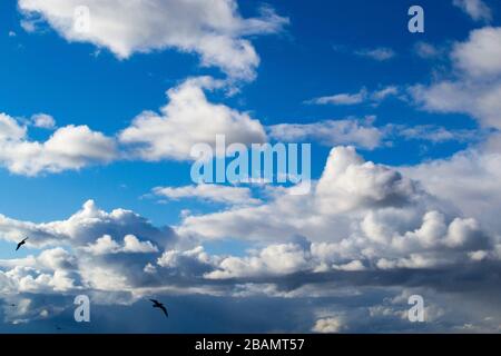 Tiefblauer Himmel mit Wolken und Silhouetten fliegender Vögel, trübes Hintergrundfoto in der Skyscape Stockfoto