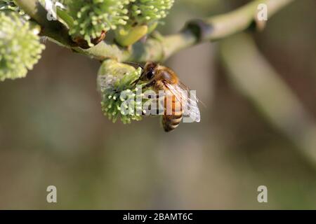 Honigbiene (Apris mellifera), die auf Ziegenweiden (salix Caprea) verwelgt Stockfoto