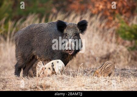 Familie von Wildschweinen mit ausgewachsener, haariger Mutter und kleinen Ferkeln, die im Frühjahr weiden Stockfoto