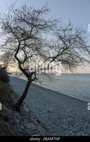 Ein blättriger Baum am Rande des Kieselstrands, mit untergehenden Sonneneinstrahlung Stockfoto