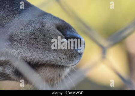 Hirsche im zoo Stockfoto