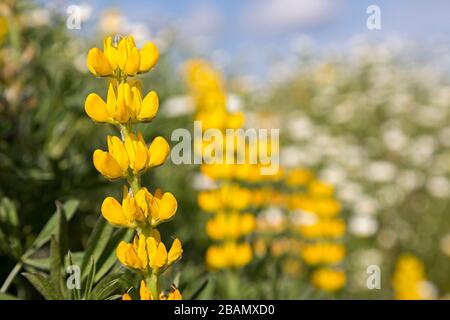 Gelbes Lupin, Lupinus luteus, Cruz dos Madeiros, Algarve, Portugal Stockfoto