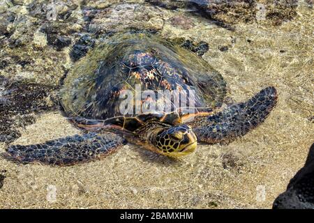 Einsame grüne Schildkröte im Flachwasser in der Nähe des Ufers. Stockfoto