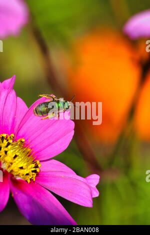 Nahaufnahme einer leuchtend grünen, irredeszierenden Schweißbiene. Stockfoto