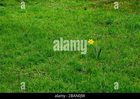 Einzeldaffodil allein stehend, umgeben von Gras, auch Narcissus pseudonarcissus genannt Stockfoto