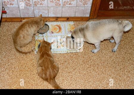 Nahest-Haustiere, zwei rote Katzen und Pug, essen Abend-Porridge auf Küchenboden im Hintergrund. Stockfoto