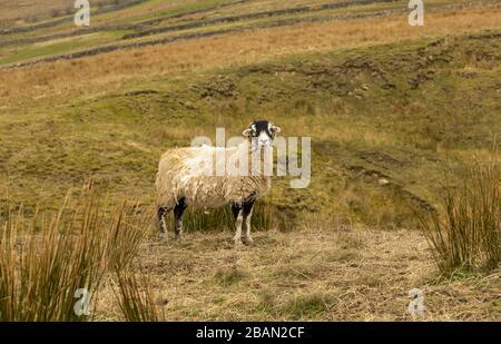 Swaledale Schaf. Ein Swaledale Ewe in Springtime, kurz vor dem Klagen. Stand in rauem Weideland auf Höhe fiel in den Yorkshire Dales. GROSSBRITANNIEN. Querformat Stockfoto