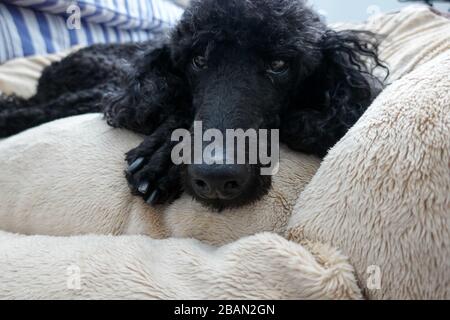 Ein schwarzer Purebrrote Standardpudel in einem Haus, das mit seinem Menschen aushängt. Stockfoto