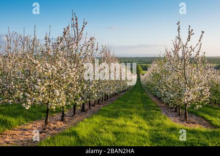 Apple Blossom in Thatchers Apfelwein Obstgarten in Sandford, zum 2. Mai, 2018 Stockfoto