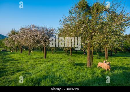 Apple Blossom in Thatchers Apfelwein Obstgarten in Criston, Somerset 2. Mai, 2018 Stockfoto