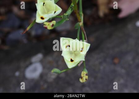 Dietes bicolor (unterschiedlich als Afrikanische Iris oder vierzehn-Night-Lilie bekannt) ist eine klumpenbildende rhizomatöse mehrjährige Pflanze. Stockfoto