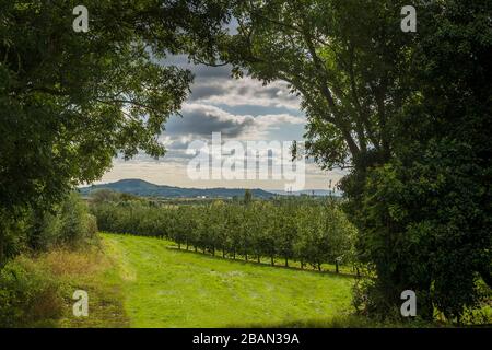 Somerset Orchard 2. OTC 2019 Stockfoto