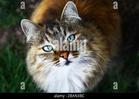 Nahansicht auf einem flauschigen blauäugigen Katzen-Porträt Stockfoto