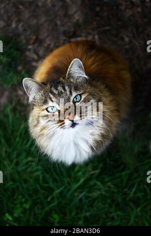 Nahansicht auf einer flauschigen blauäugigen Katze Stockfoto