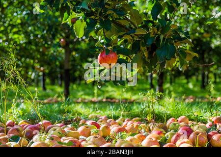 Cider Apple Trees, Somerset, England Stockfoto