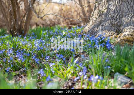 Frühfrühling. Erste Frühlingsblumen von blauer Farbe im Wald Stockfoto