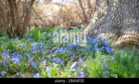 Frühfrühling. Erste Frühlingsblumen von blauer Farbe im Wald Stockfoto