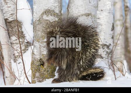 Porcupine (Erethizon dorsatum in Paper Birch (Betula papyrifera) Tree, Early Spring, N America, von Dominique Braud/Dembinsky Photo Assoc Stockfoto